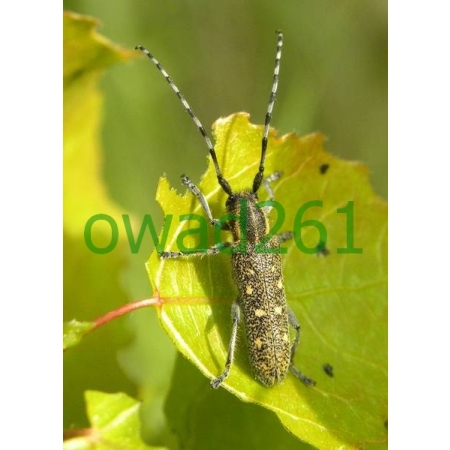 Saperda populnea (Linnaeus, 1758) Rzemlik osikowiec